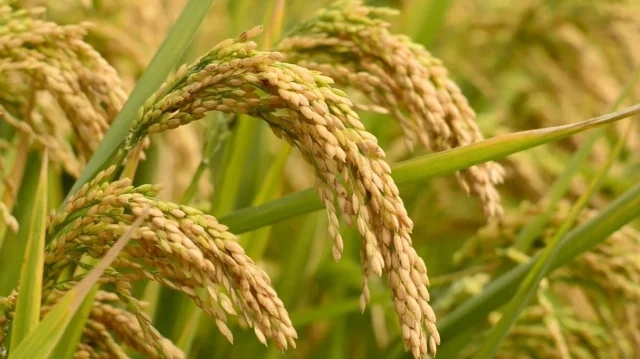 Fitting New HYV Crop Varieties into Existing Farming Systems for Productivity and Livelihood Improvement in Coastal Bangladesh